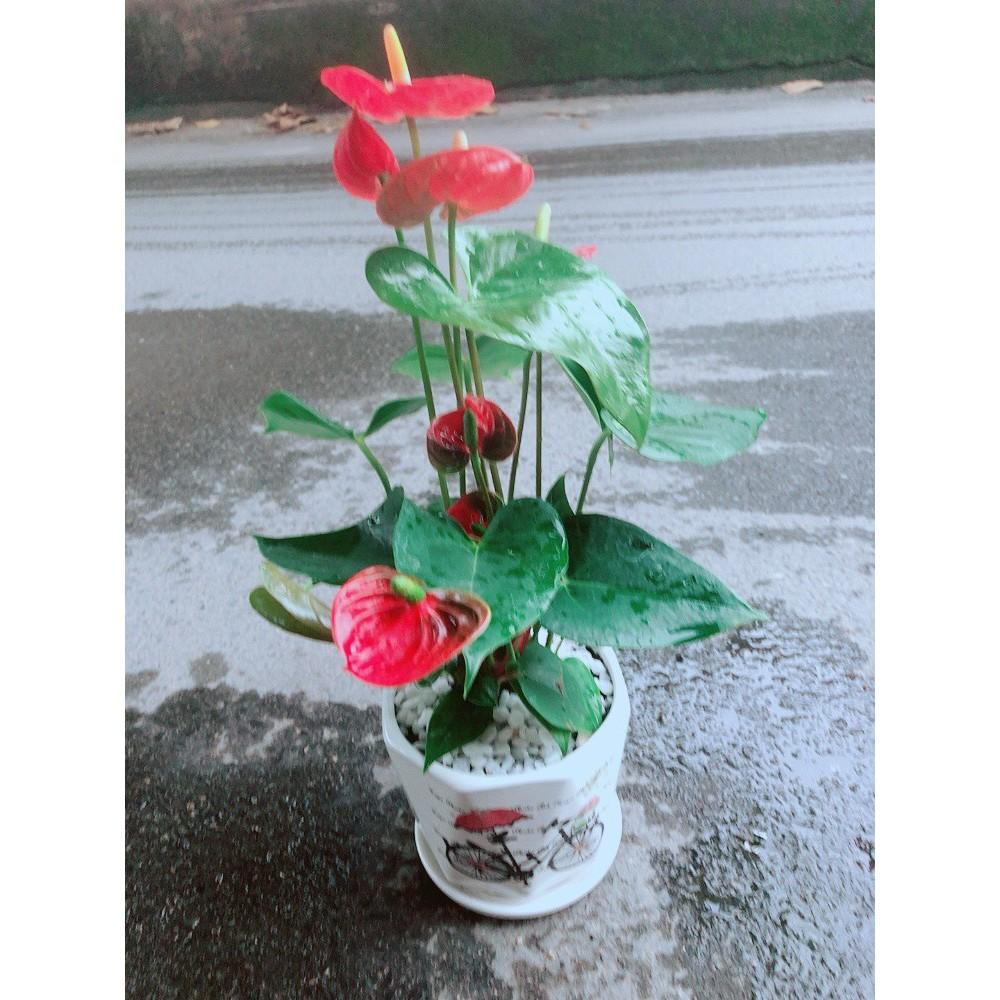 Chậu Cây Hồng Môn