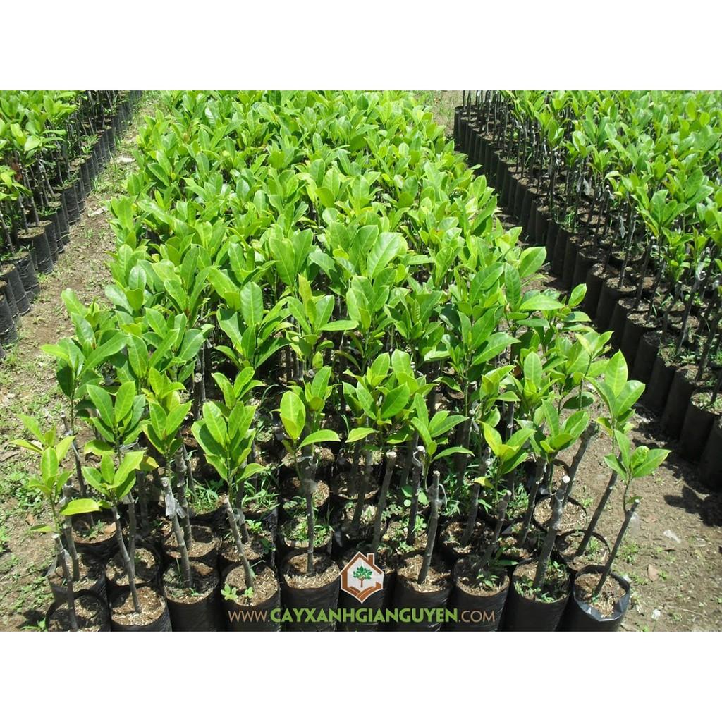 CÂY GIỐNG MÍT TỐ NỮ SIÊU QUẢ SIÊU NGỌT. CAM KẾT, BẢO HÀNHGIỐNG CHUẨN F1
