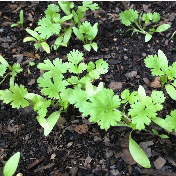 Hạt giống Rau Ngò Rí