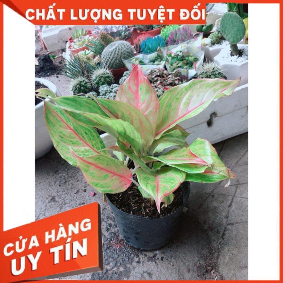 Cây Phú Quý Giống Vàng