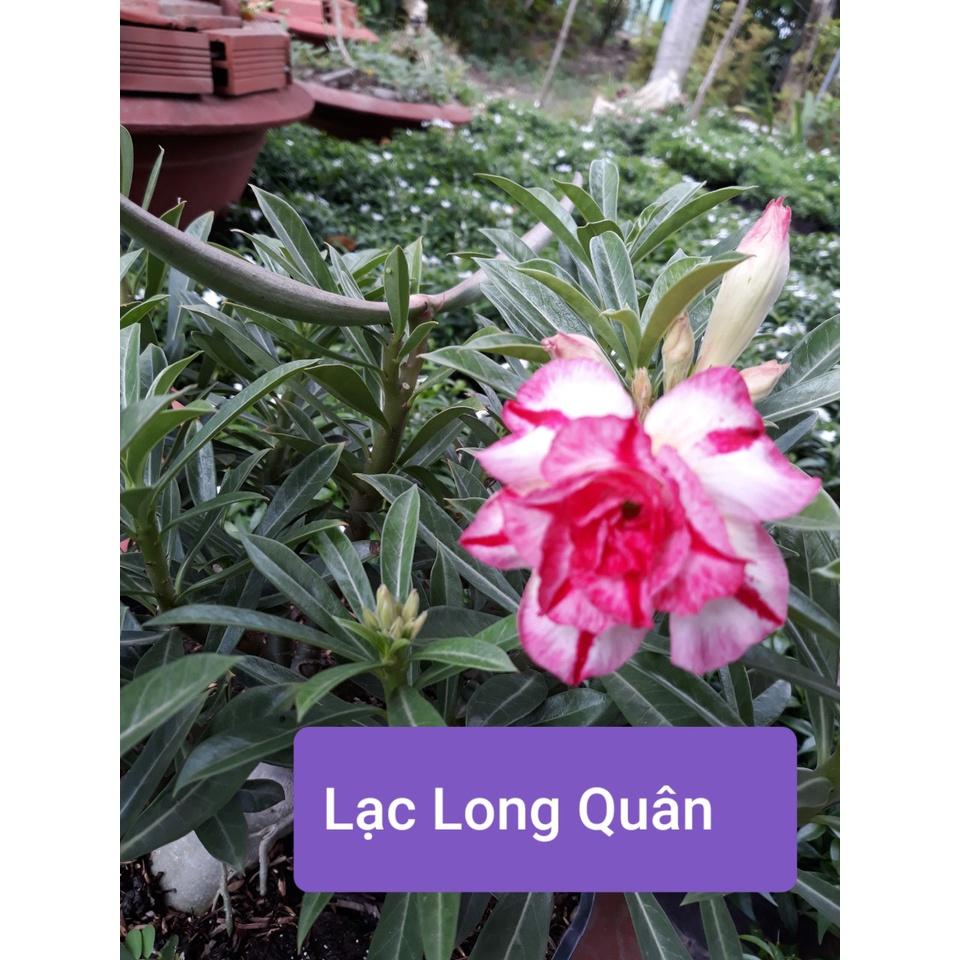 CÂY HOA SỨ THÁI CÁNH KÉP " LẠC LONG QUÂN "-củ size đại ,rễ quái thành hình, hàng tuyển loại 1