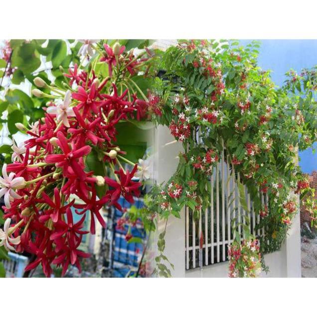 Hoa leo sử quân tử-hàng gửi đi nguyên chậu + Tặng 01 cây dâu da đất