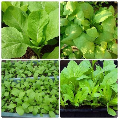 Hạt Giống Rau Cải Mơ Lùn dể trồng f1-gói 20gram-tặng kèm gói phân bón lót