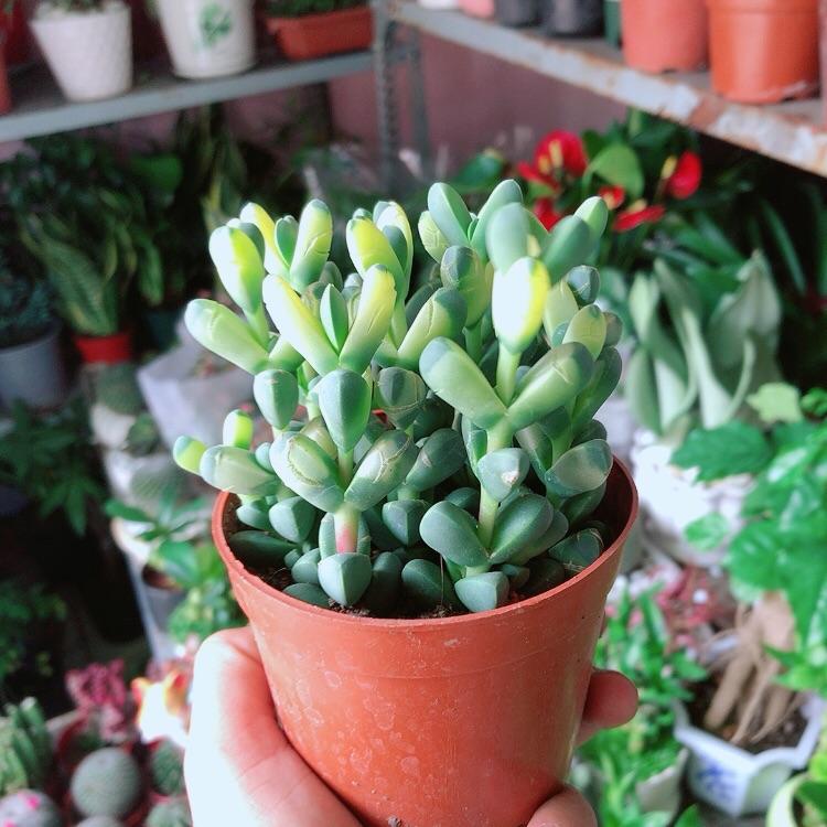 Sen Đá Tim Hàng Đẹp