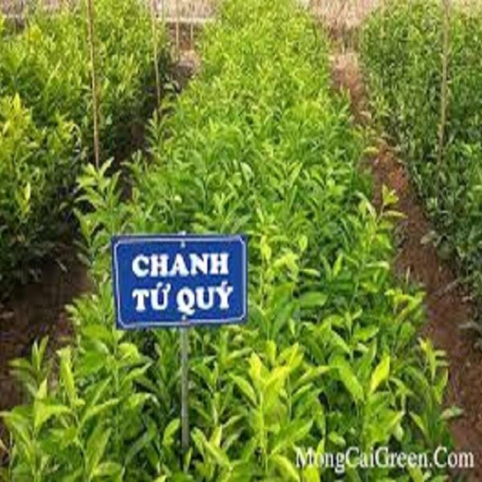 Cây giống chanh tứ quý RA QUẢ 4 MÙA