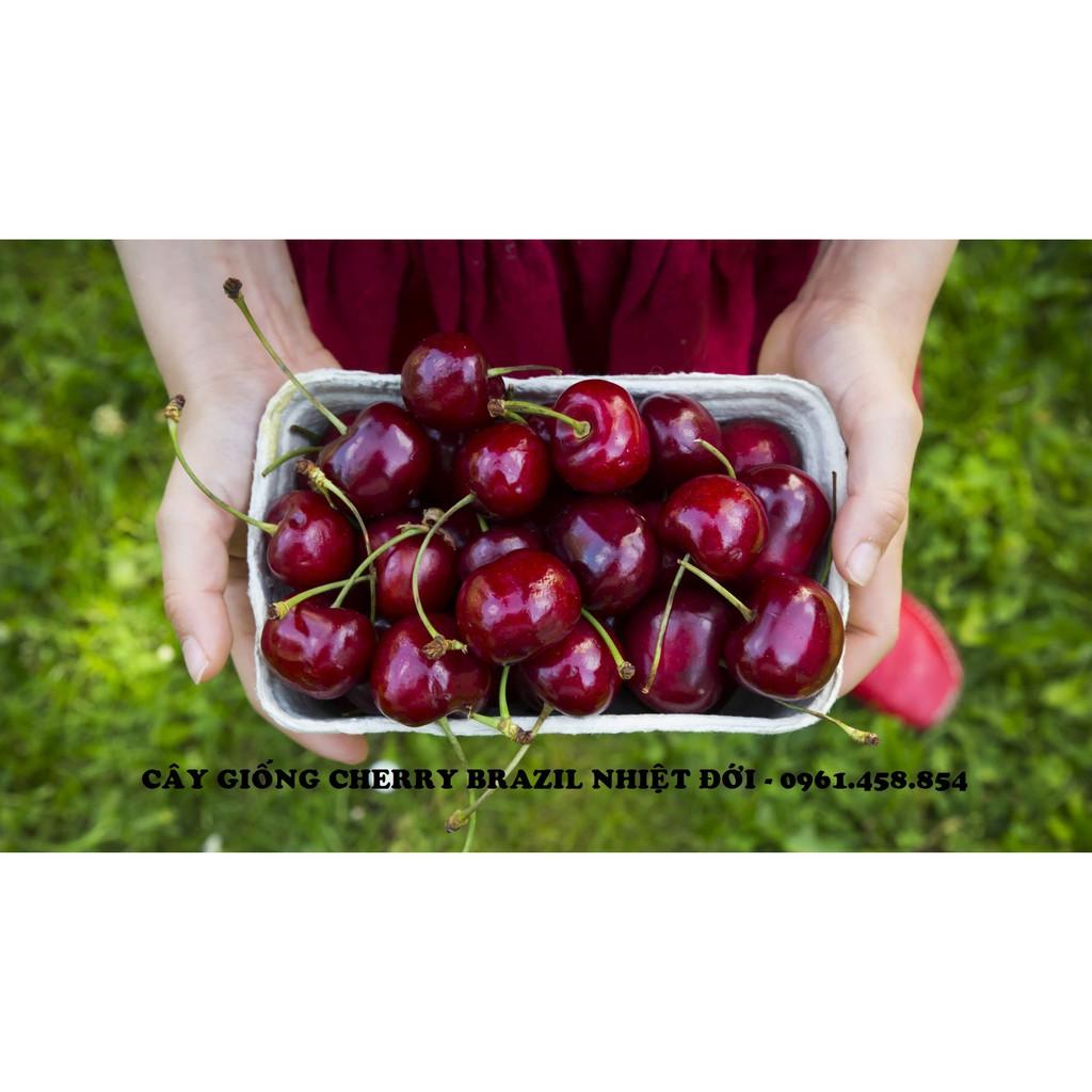 COMBO 1 CÂY TÁO ĐỎ & 1 CÂY CHERRY