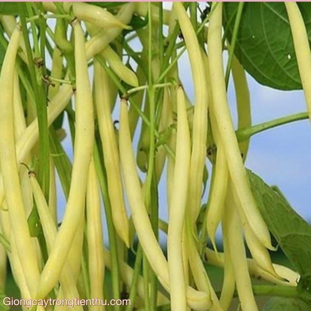 HẠT GIỐNG ĐẬU QUẢ VÀNG