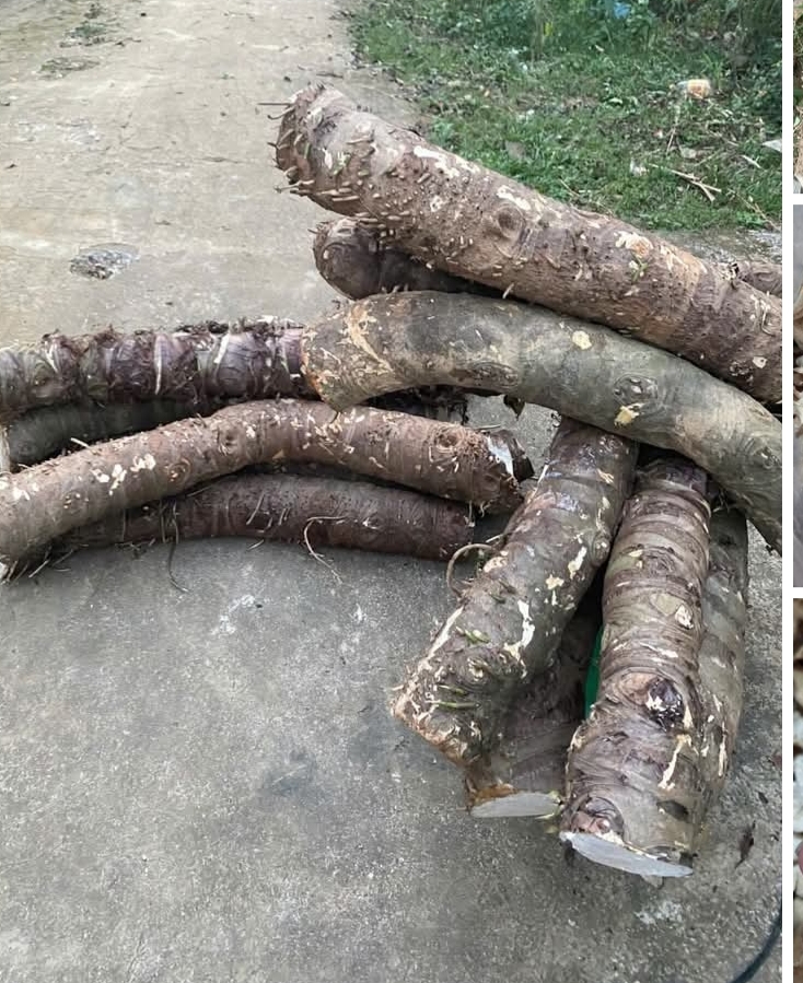 5kg củ ráy rừng (bạc hà núi) tươi 100k