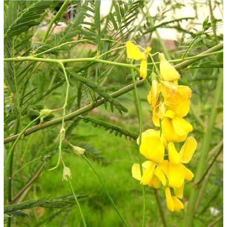 Hạt Giống Cây Bông Điên Điển - 1 gói 30 hạt