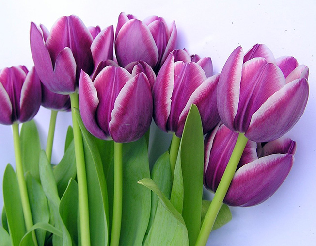 Bộ 5 củ giống hoa tulip hoa màu tím nhạt