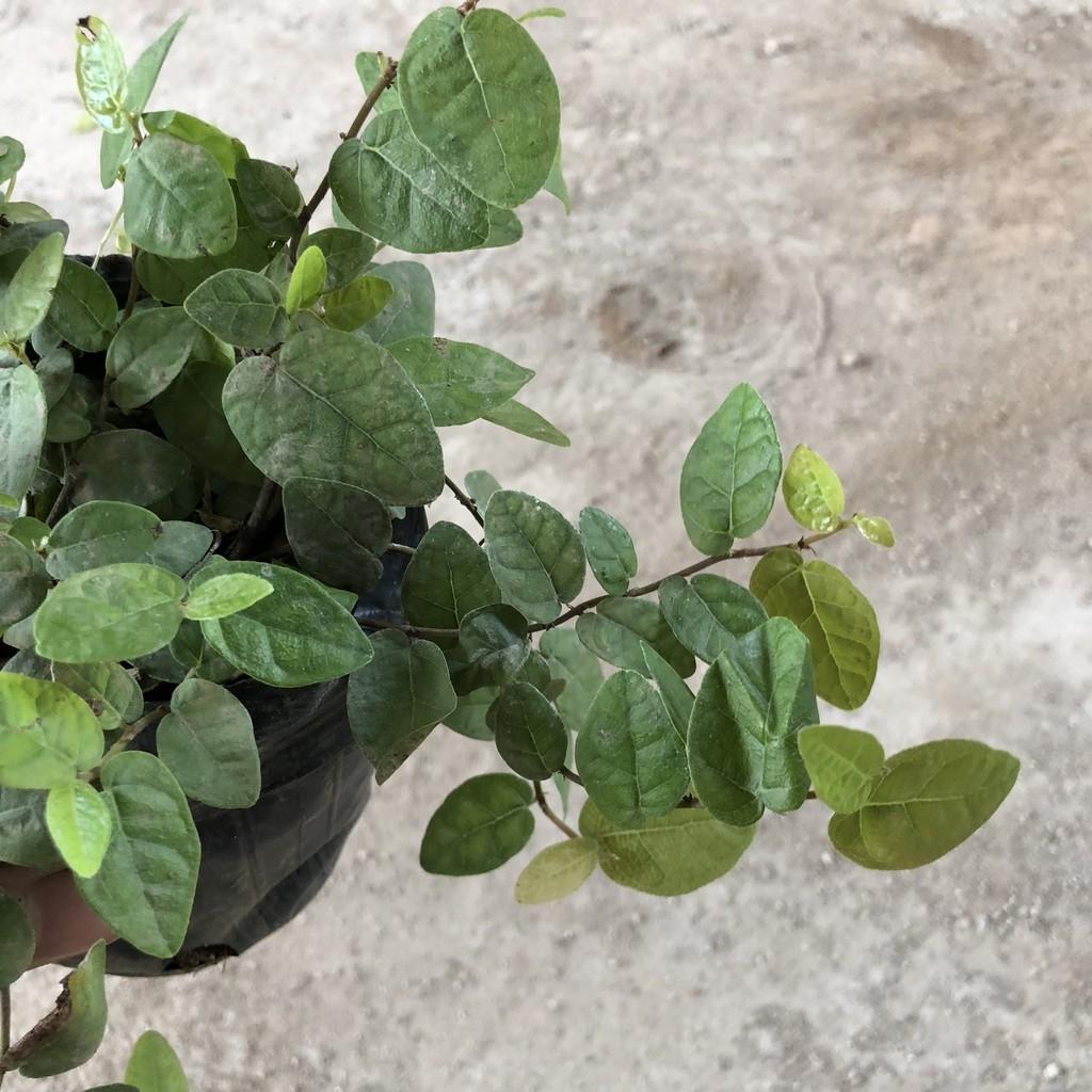 Cây vảy ốc , cây có nhiều nhánh cực sum suê leo bám cực tốt, sức sống cực khỏe thích hợp làm cây bám tường