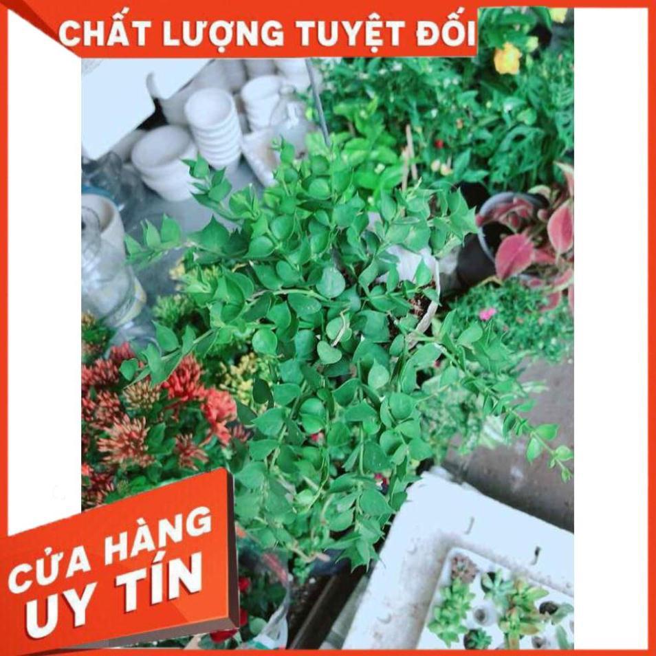 Chậu cây lá tim vỏ óc Nhiều Người Mua