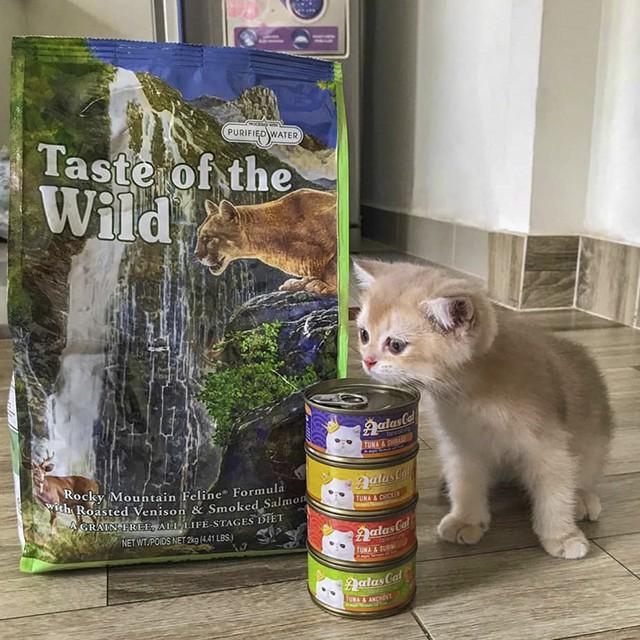 Thức Ăn Cho Mèo Chân Ngắn Taste Of The Wild Bao 2kg - Thức Ăn Cho Mèo, Vị Nai Nướng, Cá Hồi Xông Khói, Trái Cây, Rau Củ