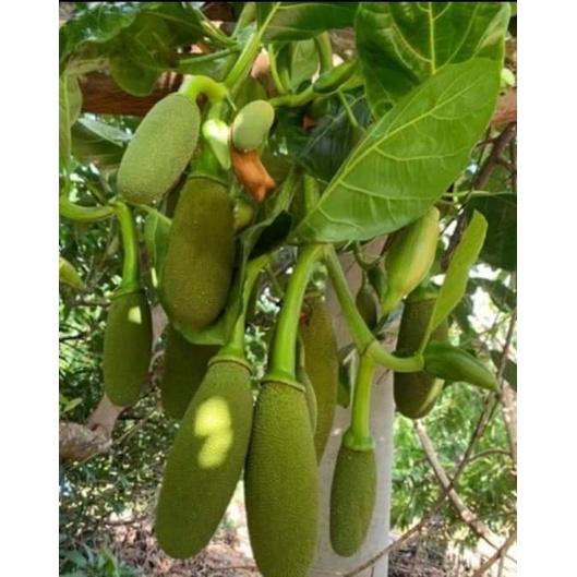 Cây Giống Mít Trái Dài