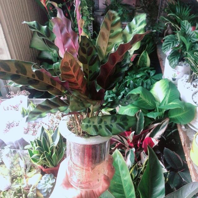 Chậu Cây Đuôi Công