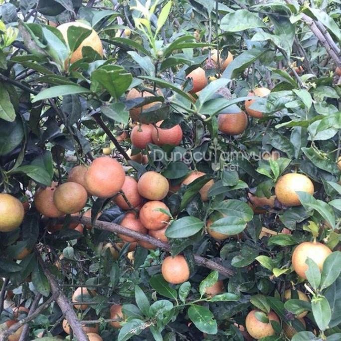 Combo 5 Cây giống chanh đào