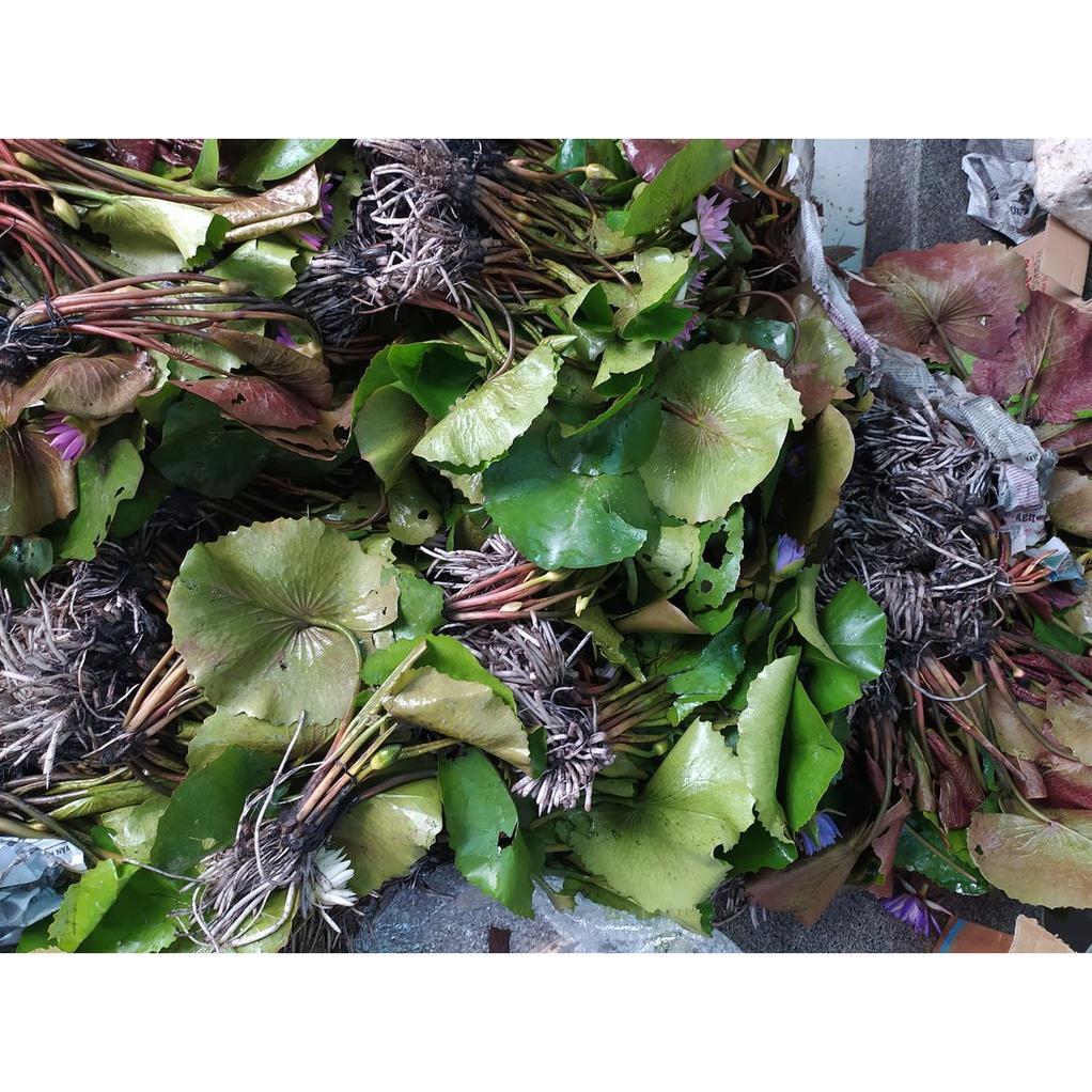 Cây Hoa Súng Đỏ - Hoa Quanh Năm