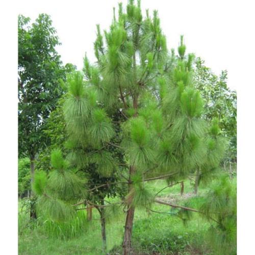 Hạt giống cây thông caribe (  Pinus caribaea ) - Gói 5 Hạt KNS3