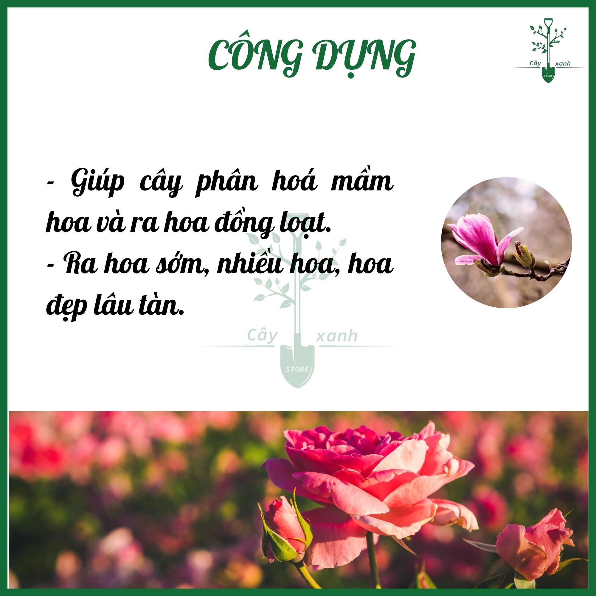 Dung dịch FLOWER 2 - Chai xịt 550ml Phun trực tiếp không cần pha - Kích ra hoa sớm, nhiều hoa lâu tàn - Cây Xanh Store