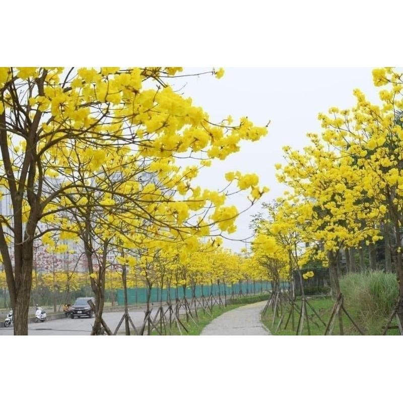 CÂY GIỐNG HOA PHONG LINH VÀNG cao 50-80cm