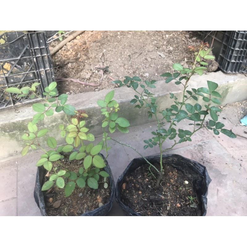 Cây Hoa hồng Camelot rose- bầu to cây trưởng thành