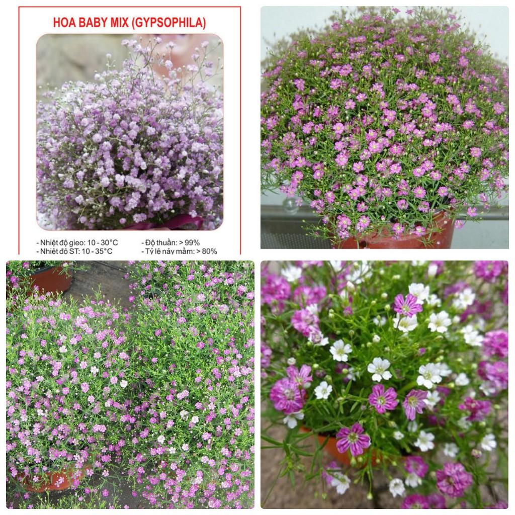 Hạt Giống Hoa Baby Nhiều Màu Mix