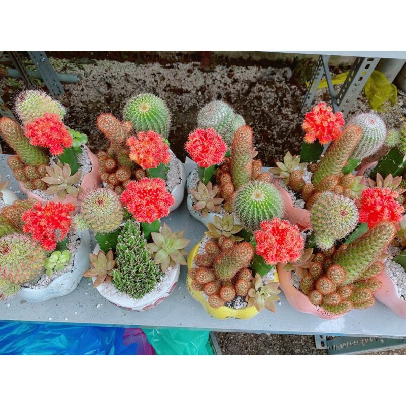 Chậu Xương Rồng Tiểu Cảnh