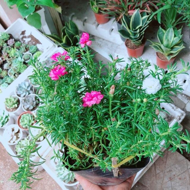 Chậu hoa mười giờ- hoa sam