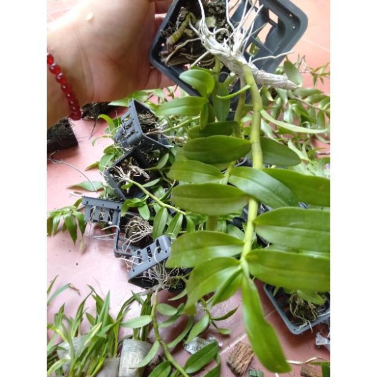 Hoa phong lan phi điệp 5ct gieo hạt ki mập khỏe ấm chậu