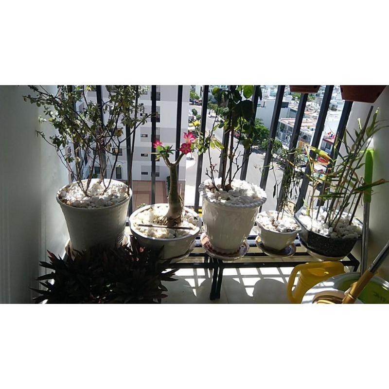 Kệ kê đồ,chậu hoa, cây cảnh, chậu rau Ban công Sân thượng, Rộng:25cm;Dài:70cm. hộp thép 2x2cm