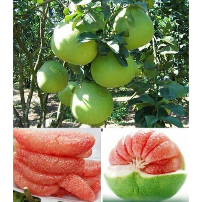2 giống bưởi da xanh