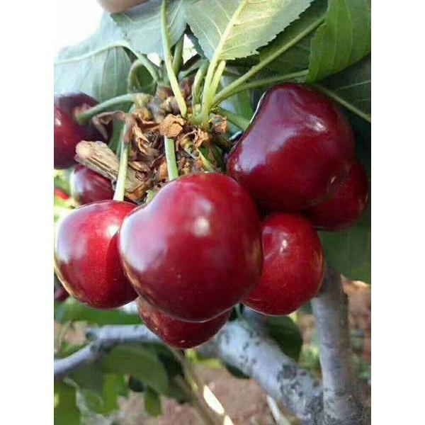 Cây Cherry Brazil Cao 40-50cm