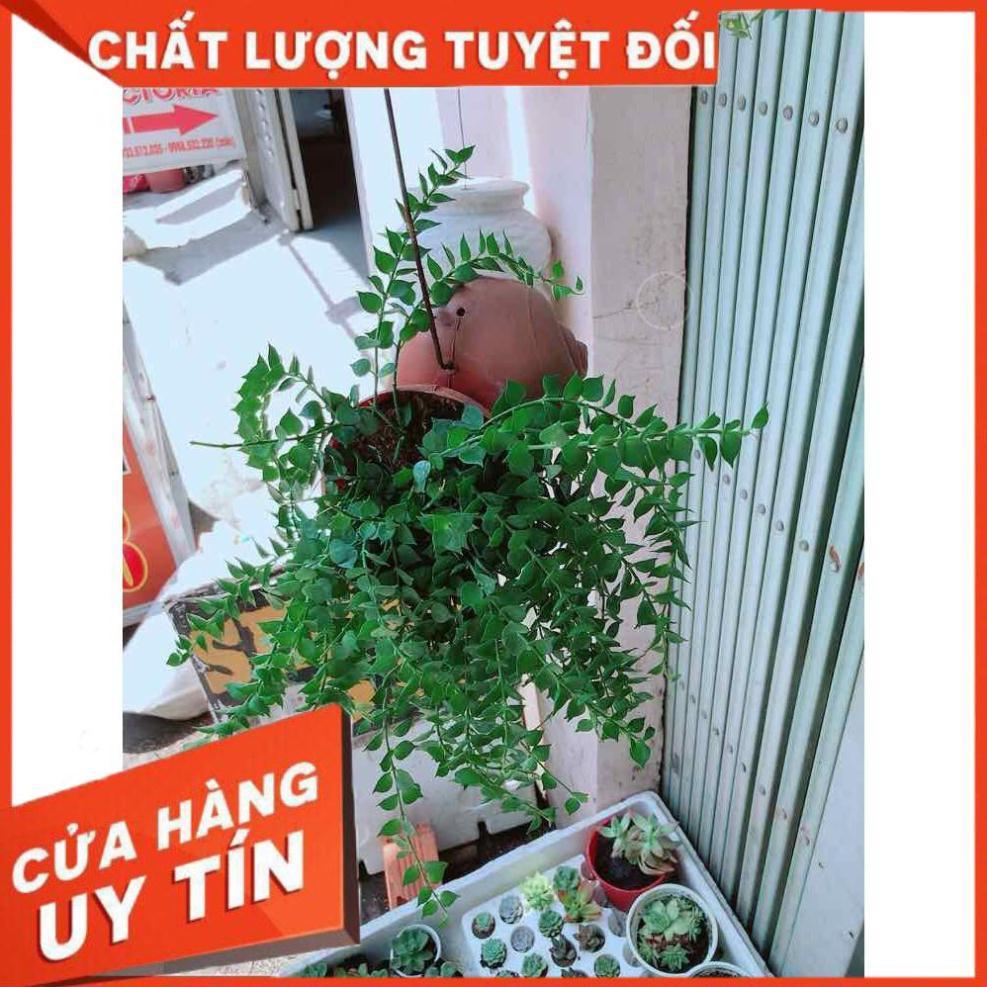 Chậu lá tim Nhiều Người Mua