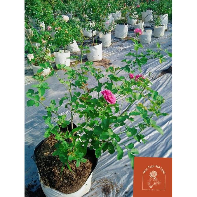 Hoa hồng ngoại Minerva tím đậm đà tuyệt đẹp cô nào hấp dẫn đến từ bỉ