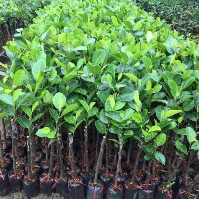 CÂY GIỐNG MÍT THÁI RUỘT ĐỎ