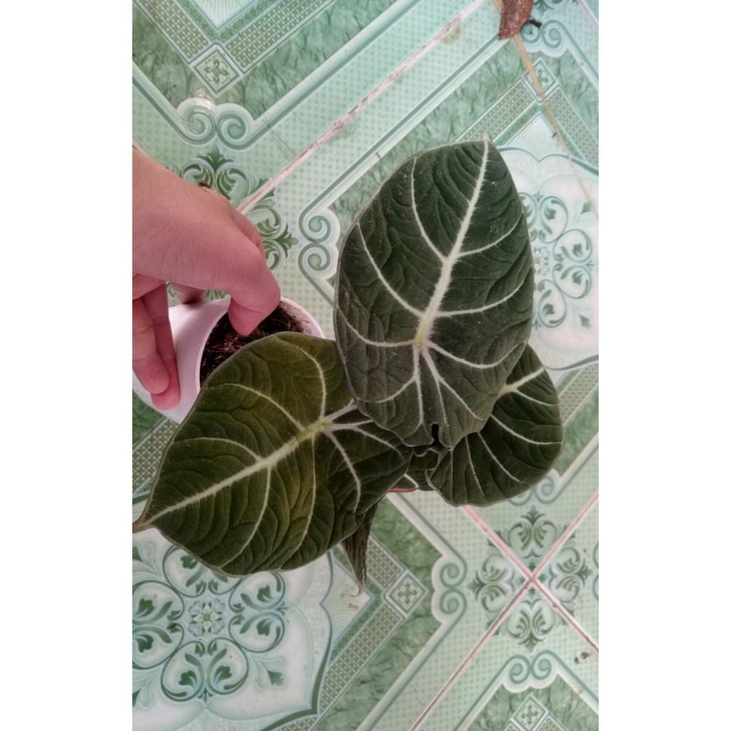 Môn Đen Lá Nhung ( Hắc Thiên Nga ) Alocasia Black Velvet (Little Queen Alocasia) - Cây cảnh mini để bàn