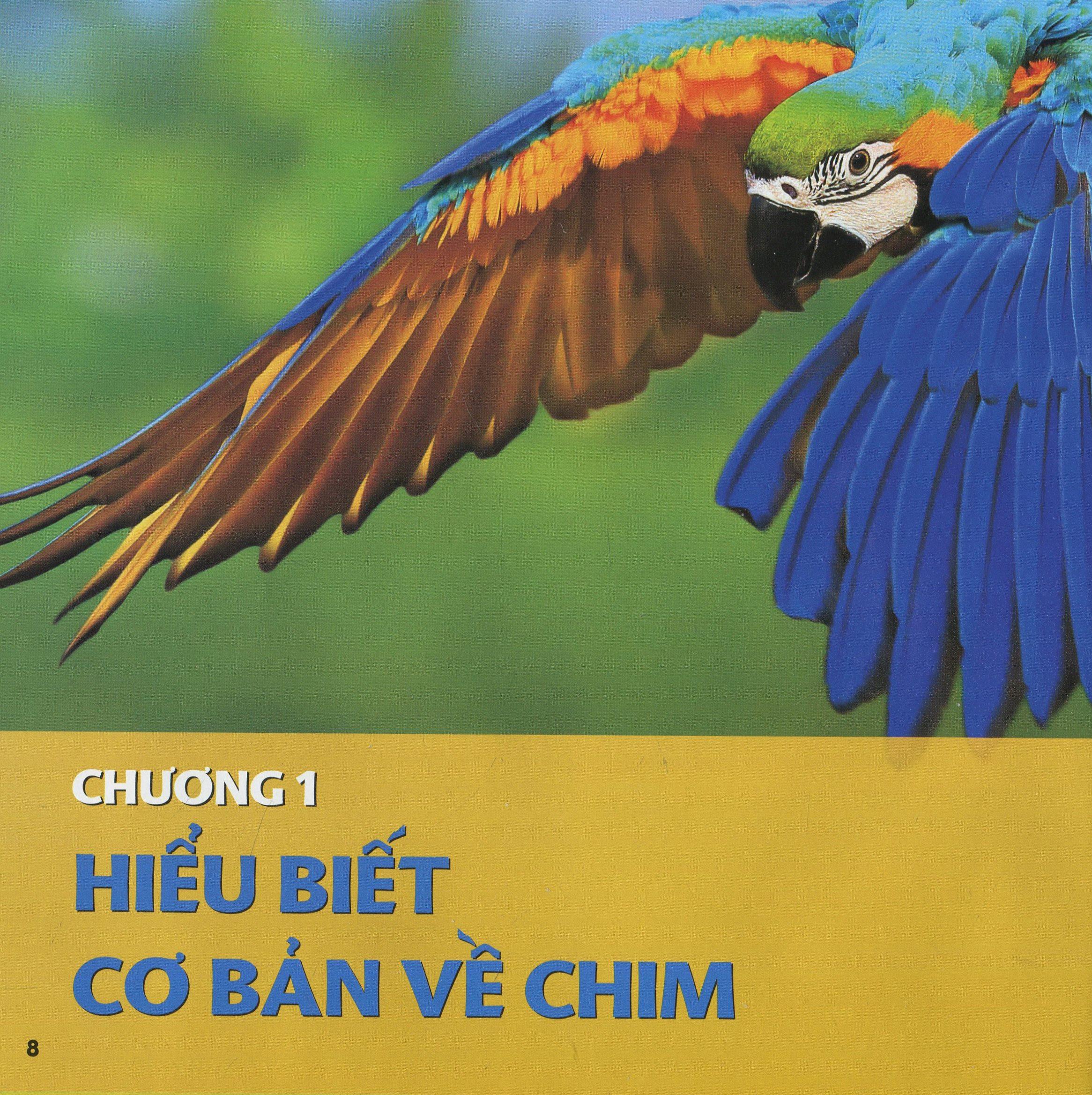 Cuốn Sách Lớn Đầu Tiên Của Tớ: Chim (Tái Bản 2021)