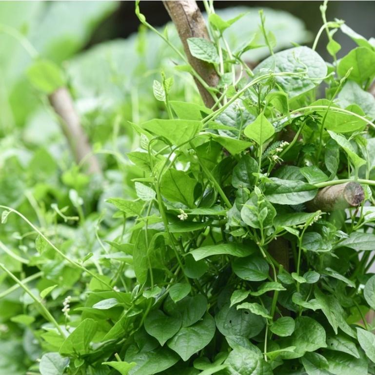Hạt giống mồng tơi lá to Rado 38 gói 20gr - Trồng quanh năm