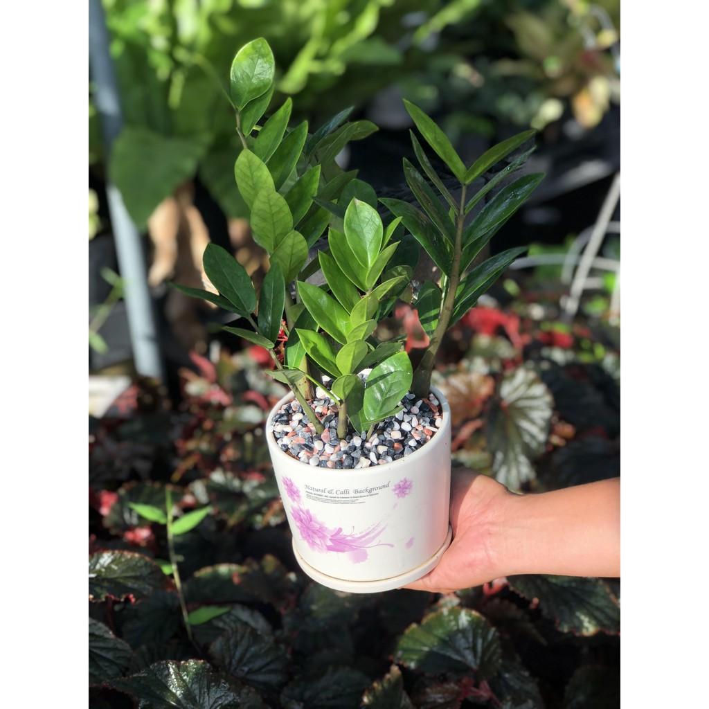 Chậu cây Kim Tiền để bàn