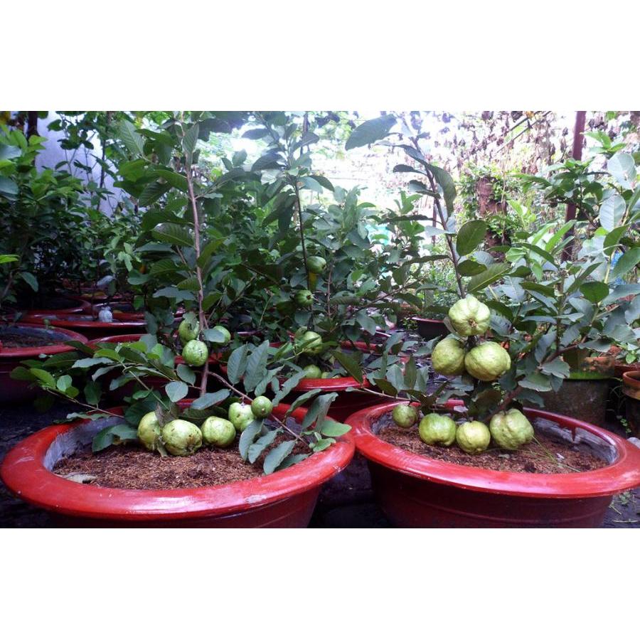 Phân trùn quế nguyên chất Lavamix (2kg)