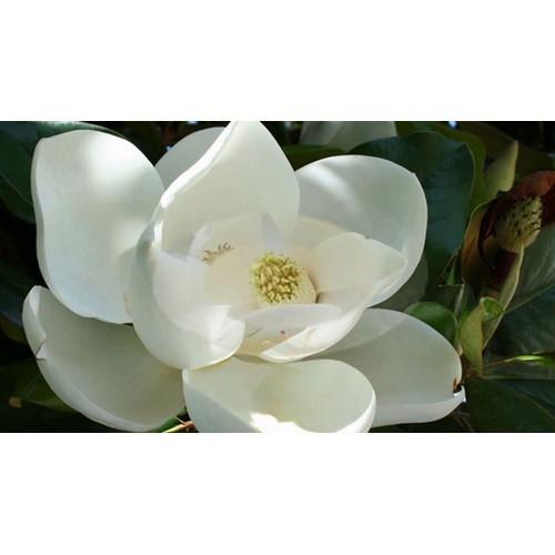 HOA HẢI ĐƯỜNG TRẮNG,HOA HẢI ĐƯỜNG TRẮNG THƠM -LOÀI HOA HIẾM SIÊU ĐẸP,BẦU CÂY SIZE LỚN - CGHHDTHT
