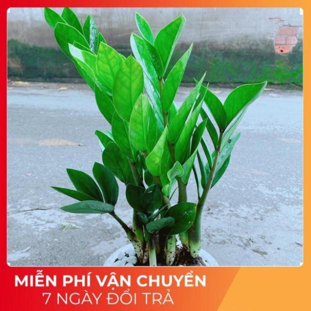 Chậu Kim Tiền