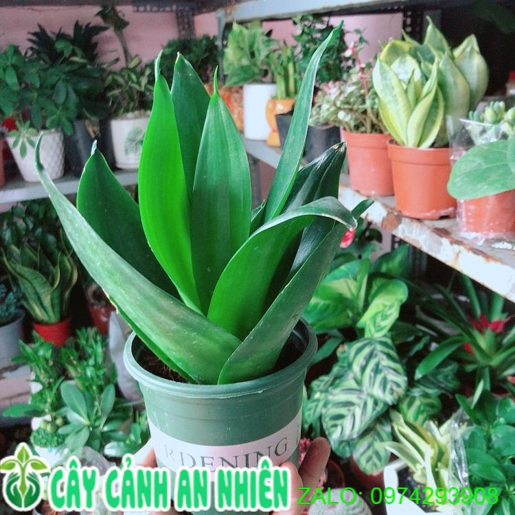 Lưỡi Hổ Thái