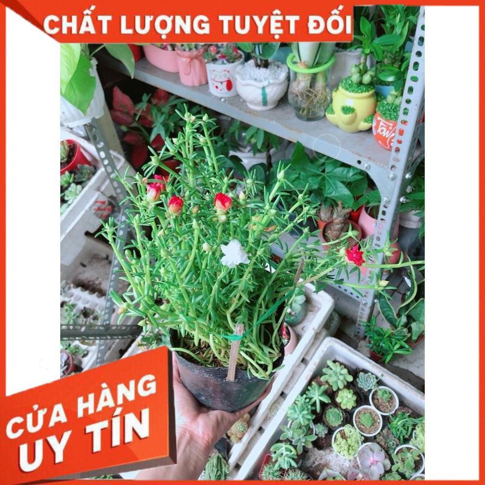 Hoa 10 Giờ Đẹp