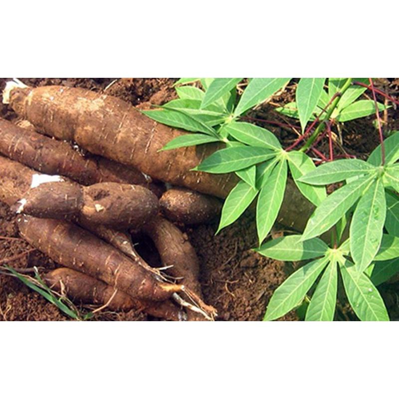 ] 4 KG CỦ KHOAI MÌ RUỘT VÀNG DẺO tươi THÁI LAN