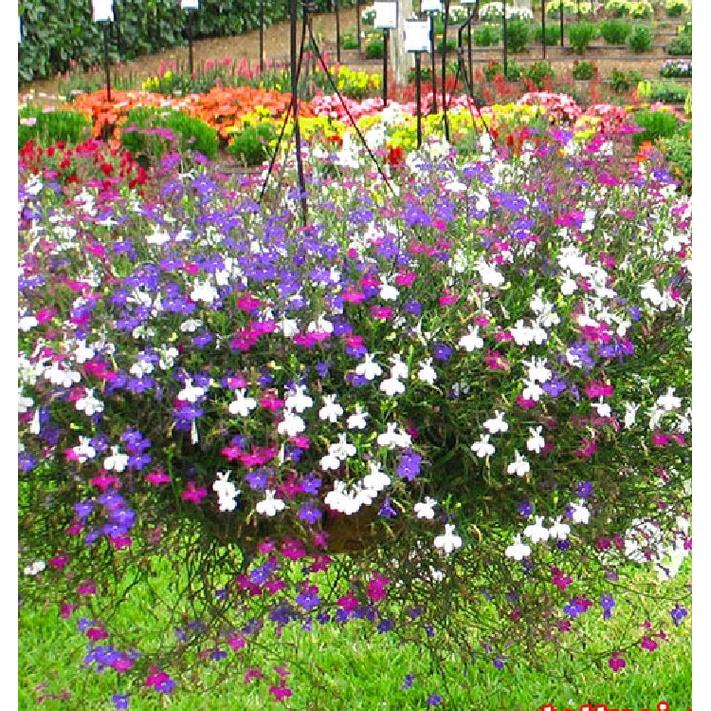 Hạt giống hoa cúc lobelia nhiêu màu - gói 100 hạt