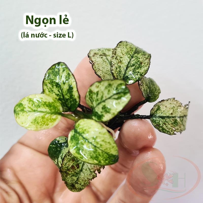 Ráy Anubias Nana Pinto bám giá thể lá nước trồng bể thủy sinh cá tép