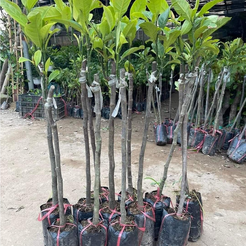 Cây Giống Mít ướt siêu Trái