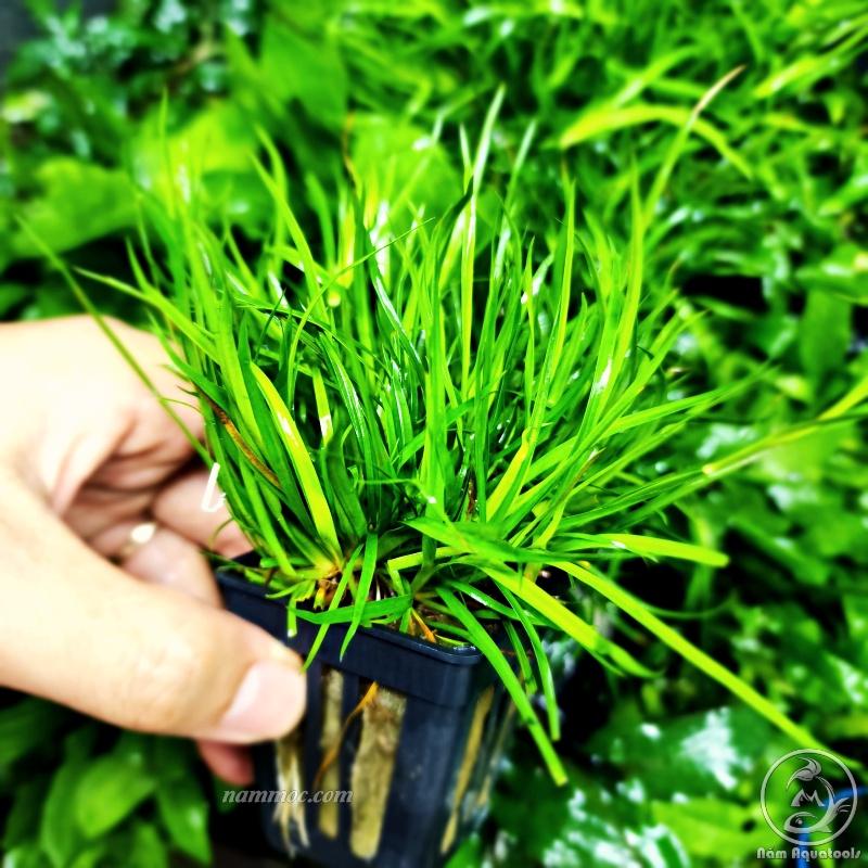 Cỏ Bắp Mỹ Thuỷ Sinh | Cây Thuỷ Sinh Trung và Hậu Cảnh