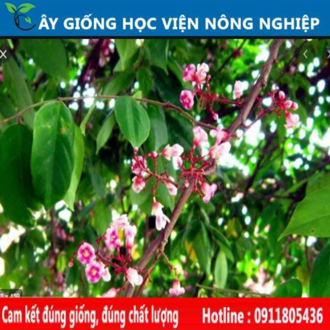 Sản phẩm Cây Ăn Trái cây giống khế chua cây giống của viện nghiên cứu học viện nông nghiệp
